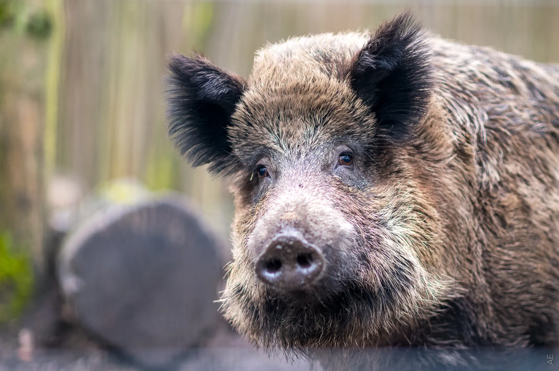 Wildschwein