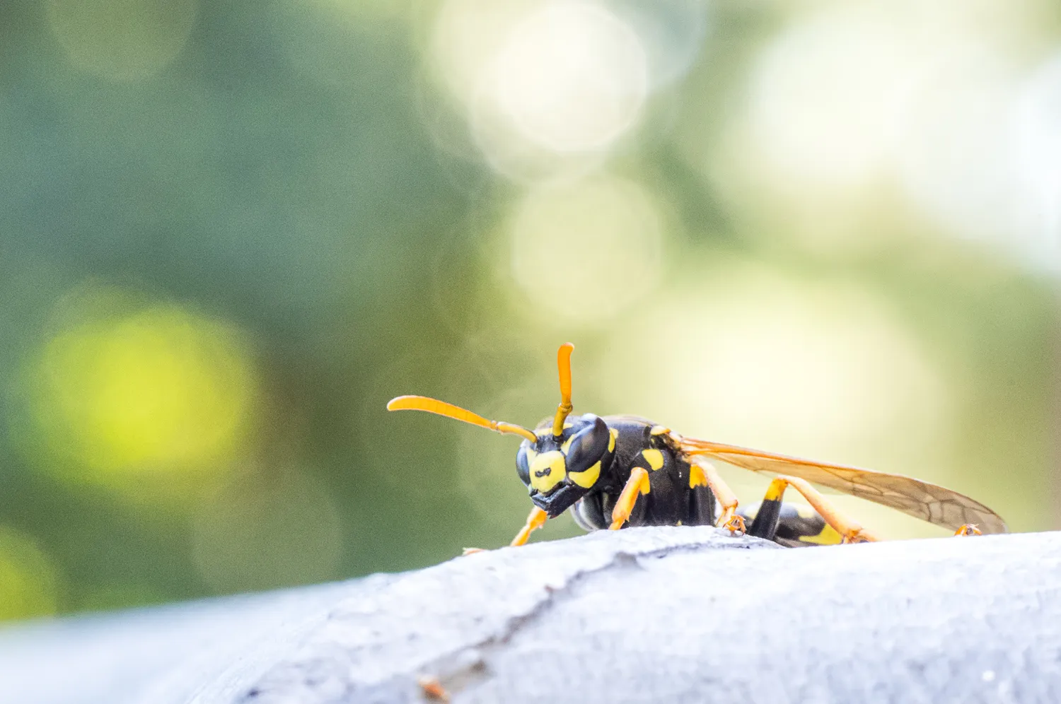 französische Feldwespe