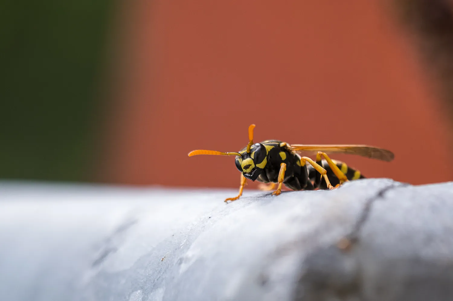 französische Feldwespe