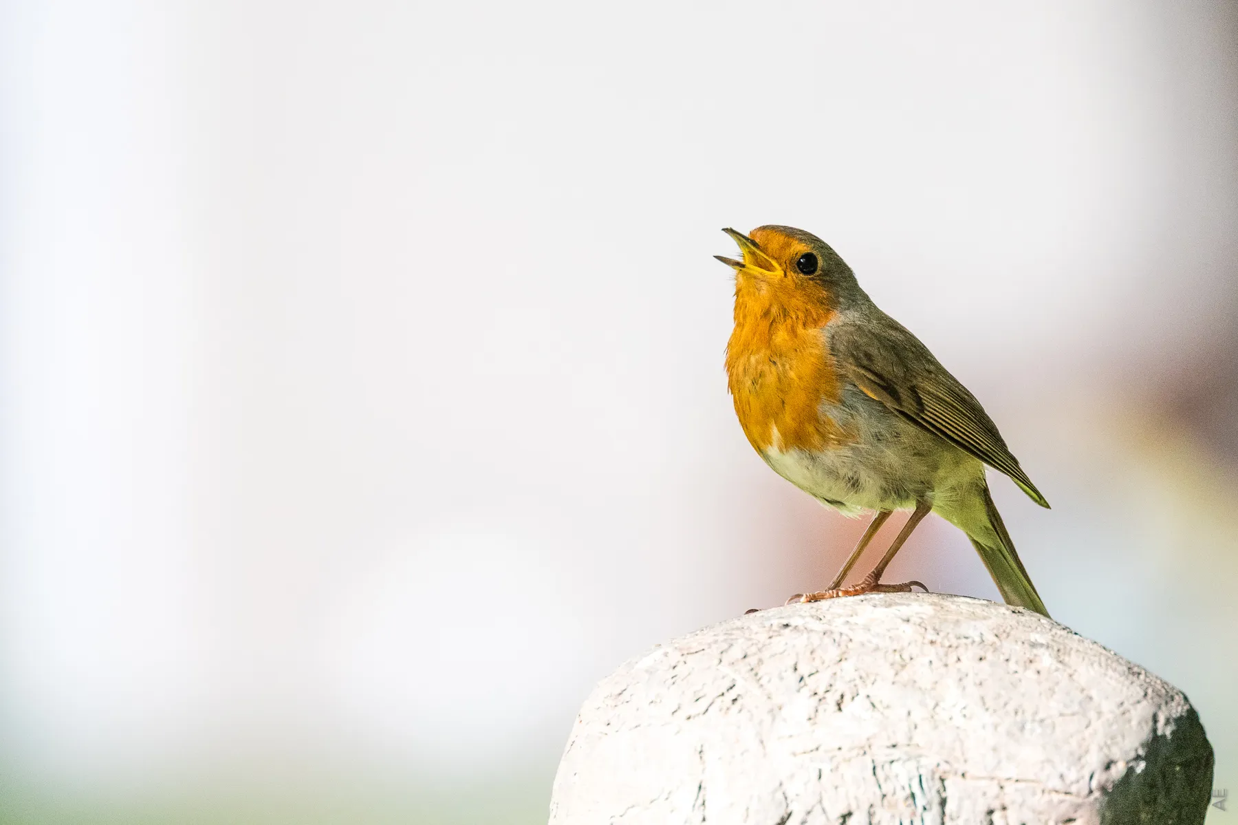 Fauna - die Welt der Tiere