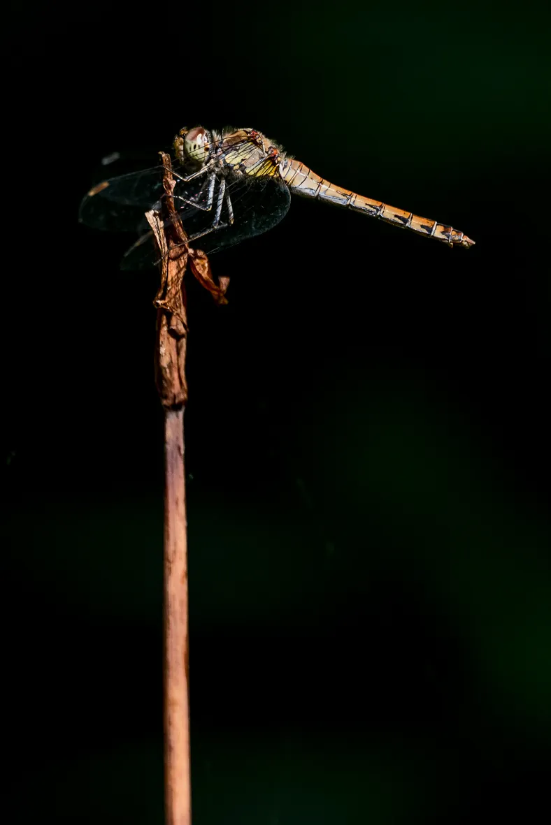 Landschaft/Flora/Fauna